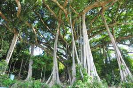 Ảnh: Một ngày trải nghiệm tại bán đảo Sơn Trà