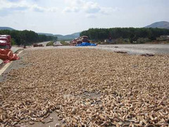 Xem xa lộ 80 tỷ đồng/km dùng để phơi ngô, sắn