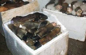 Hơn nửa tấn chân trâu, bò thối suýt lên bàn nhậu