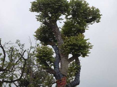 Hình ảnh mới nhất về khu siêu nhà vườn