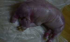 Hiếu kỳ xem heo đẻ ra “voi”... tắc cả đường