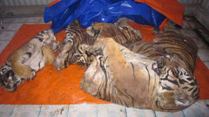 Nổ súng truy đuổi xế hộp chở 3 con hổ