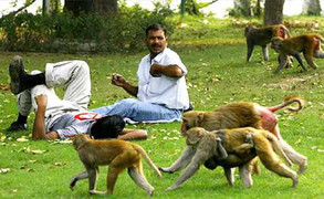 Quảng Nam: Con cháu 'Ngộ Không' vào quậy phá nhà dân