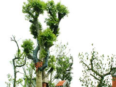 Cây trong siêu vườn: Kiểm lâm chưa được kiểm tra