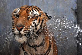 Ảnh quốc tế ấn tượng nhất trong ngày 1/6