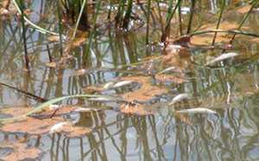 Đà Nẵng: Cá lại chết trắng kênh tại KCN Hòa Cầm