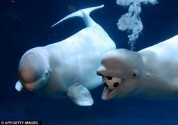 Ngắm cá voi trổ tài chơi bóng đá điệu nghệ