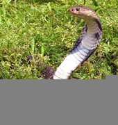 Dạo chơi trong vườn, cụ ông 90 tuổi bị rắn cắn