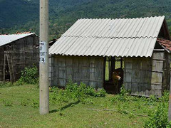 Làm nhà cho ... trâu, bò ở
