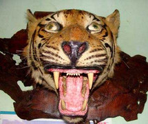 Tận thấy “bảo tàng giết chóc thú” khủng khiếp ở Sơn La