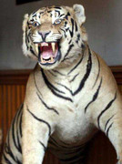 Thợ săn hổ giải nghệ và phát súng trượt đêm trăng xế