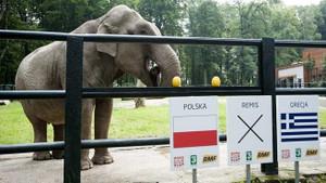 Euro 24h: Voi tiên tri đặt cửa Ba Lan ngày khai mạc