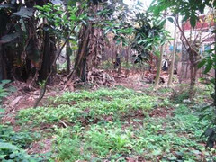 Hà Nội: Dân tố Quận ‘phớt lờ’ quy định của thành phố