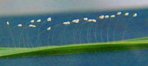 Hoa '3.000 năm mới nở' lại xuất hiện ở Phú Yên