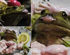 Kinh hãi với món ếch sống tại một nhà hàng ở Nhật