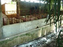 Trại heo của Bí thư xã chơi sang bị 'tuýt còi'