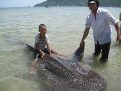 Xuất hiện cá voi nhám tại vùng biển Thừa Thiên - Huế