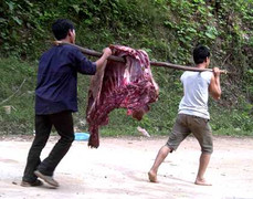 Bí ẩn loài ác thú giết hại hàng loạt trâu bò ở Sơn La