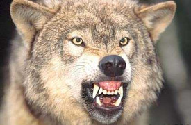 Diệt ác thú trong đại ngàn Sơn La