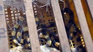 Hành khách tá hỏa với rắn độc bò khắp xe