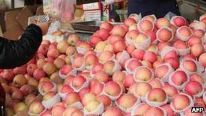 Táo bọc thuốc sâu: Chính quyền khẳng định an toàn