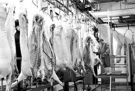 Sườn lợn nhiễm bệnh 'vô tư' vào kho lạnh siêu thị