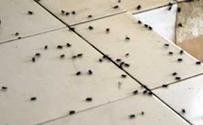 Đà Nẵng: Ruồi tấn công khu dân cư và trường học