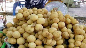 Công nghệ phù phép nở hoa, sai quả nhờ... keo 502