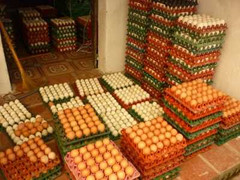 Buôn trứng vịt, mỗi tháng lãi không dưới 15 triệu