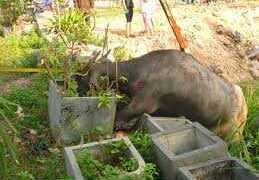 Trâu điên náo loạn thành phố, húc 6 người nhập viện