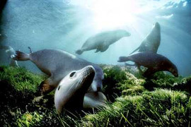 Lãng mạn những kỳ quan dưới lòng đại dương