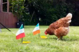 Euro 18h: “Gà tiên tri” khiến các tifosi buồn lòng