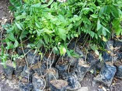 TP.HCM: 'Làn sóng sưa' tràn về thành phố