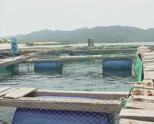 Vạn Ninh - Khánh Hòa: Người dân điêu đứng vì tôm hùm