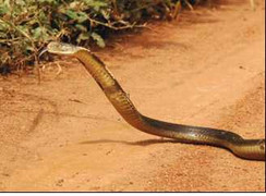 Hơn 200 động vật hoang dã được thả về thiên nhiên