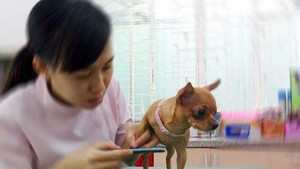 Nhổ tóc bạc, chải lông chó: Ung dung kiếm tiền triệu