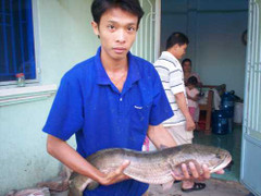 Bắt được cá lóc 'khủng', phóng sinh tại chùa