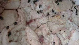 Gần 600kg nội tạng thối suýt vào bụng thực khách