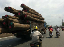 Làm rõ vụ gỗ quý ở nhà bí thư huyện ủy