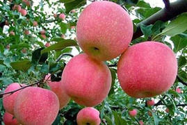 22/6: Có kết quả kiểm tra hóa chất độc hại trên táo