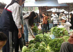 Được mùa: Rau xanh giảm tới 50%