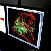 Nhật Bản: Tạo ra gan người từ tế bào gốc