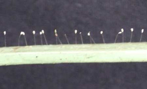 Hoa '3.000 năm mới nở' mọc trên song cửa chùa Long Hoa