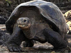 “George cô đơn” chết, rùa khổng lồ tuyệt chủng