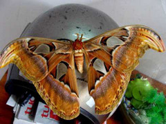 Bướm khổng lồ, sải cánh 30cm xuất hiện ở Gia Lâm