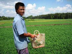 Rau muống xanh mướt nhờ... thuốc trừ sâu