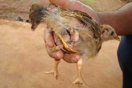 Gà 4 chân, 3 cánh, 2 phao câu