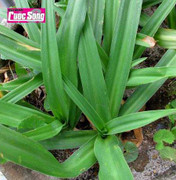 Lá 'thần' và bài thuốc ngừa thai 'made in Vietnam'