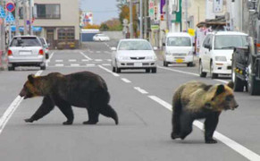 Kinh hoàng những con gấu lang thang giữa phố