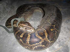 Bắt được con trăn 'khủng' dài gần 4m